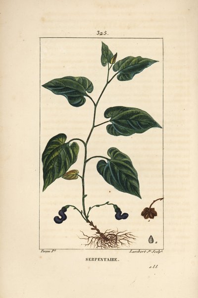 Virginia Snakeroot - Virginisk slangerot, Aristolochia serpentaria, med blomst, blad, stilk, frø og rot. Håndfarget kobberstikk av Lambert Junior fra en tegning av Pierre Jean-Francois Turpin fra Chaumeton, Poiret og Chamberets " av Pierre Jean Francois Turpin