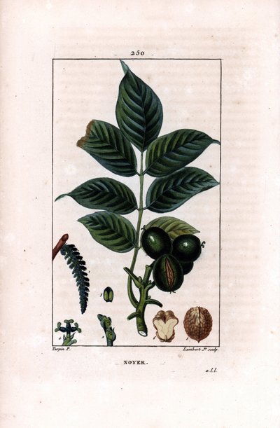 Valnøttgren med nøtter - Valnøtttre, Juglans regia, med grein, blader, moden frukt, nøtt i skall og i snitt. Håndfarget kobberstikk av Lambert Junior etter en tegning av Pierre Jean-Francois Turpin fra Chaumeton, Poiret et Chamber av Pierre Jean Francois Turpin