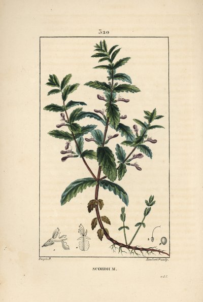 Vann germandree - Vann germandree, Teucrium scordium, viser blomst, blad, stilk og røtter. Håndkolorert kobberstikk av Lambert Junior fra en tegning av Pierre Jean-Francois Turpin fra Chaumeton, Poiret og Chamberets "" La Flore Medi av Pierre Jean Francois Turpin