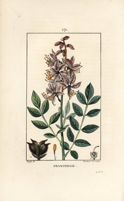Hvit dictamnus albus, som viser blomster, blader, frø og hårete frukter. Håndfarget kobberstikk av Lambert Junior fra en tegning av Pierre Jean-Francois Turpin fra Chaumeton, Poiret et Chamberets "" La Flore Medicale,"" Paris, Panckouck av Pierre Jean Francois Turpin