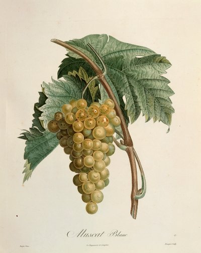 Hvite muscat druer av Pierre Jean Francois Turpin (1775-1840) av Pierre Jean Francois Turpin