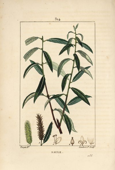 White eller Silver Willow, White Wicker - Hvit piletre, Salix alba, med blad, blomst, hann- og hunnkatter, frukt og frø. Håndfarget kobberstikk av Lambert Junior etter en tegning av Pierre Jean-Francois Turpin fra Chaumeton, Poi av Pierre Jean Francois Turpin