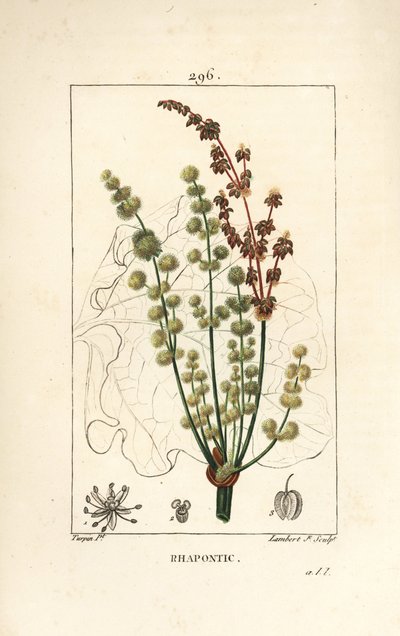 Vill rabarbra - Rhapontisk eller falsk rabarbra, Rheum rhapontium, med blomst, stilk, frø og bladomriss. Håndfarget kobberstikk av Lambert Junior fra en tegning av Pierre Jean-Francois Turpin fra Chaumeton, Poiret og Chamberets "" La av Pierre Jean Francois Turpin