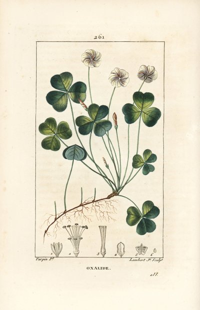 Vedsyre, Oxalide (oxalis) des bois - Vedsyre, Oxalis acetosella, med blomst, blad, stilk, frø og rot. Håndfarget kobberstikk av Lambert Junior etter en tegning av Pierre Jean-Francois Turpin fra Chaumeton, Poiret og Chambere av Pierre Jean Francois Turpin