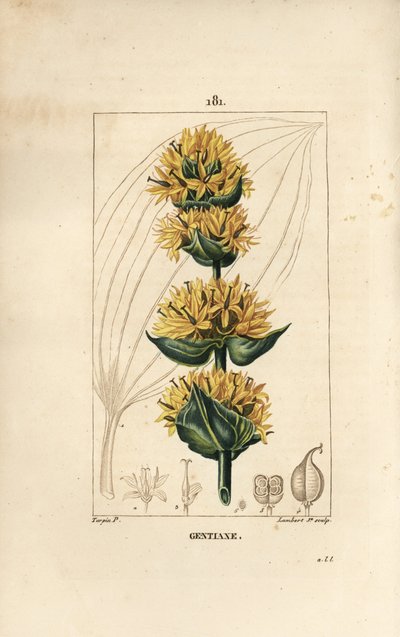Gul Gentian eller Store Gentian - Gentian, Gentiana lutea. Håndfarget kobberstikk av Lambert Junior fra en tegning av Pierre Jean-Francois Turpin fra Chaumeton, Poiret og Chamberets "" La Flore Medicale,"" Paris, Panckoucke av Pierre Jean Francois Turpin