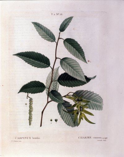 Botanisk: gren av sjarm. Tallerken hentet fra "" Nouveau Duhamel du Monceau or Treats Treats Treats and Bushs Cultivated in France"" Akvarell av Pierre Joseph Redoute (1759-1840) 1819 av Pierre Joseph (after) Redoute