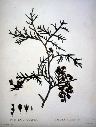 Thuya occidentalis eller amerikansk Thuya - i "" New Duhamel du Monceau eller avhandling om trær og busker som kulturer i Frankrike"", figurer i henhold til tegninger av P.J. Redoute og P. Bessa av Pierre Joseph (after) Redoute