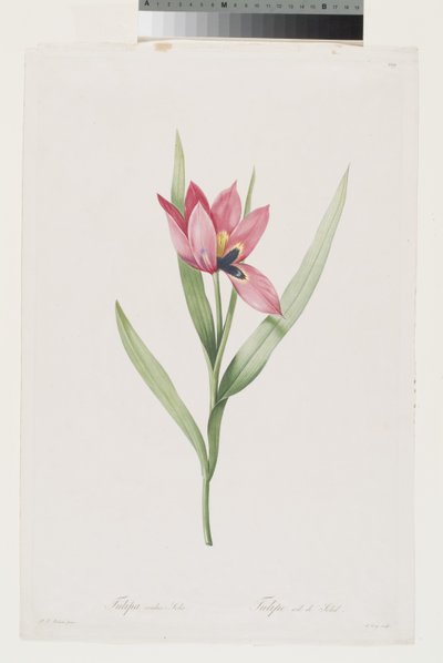  av Pierre Joseph (after) Redoute