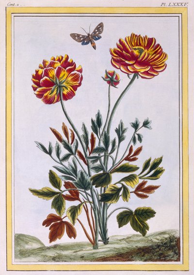 En rekke dobbeltblomstret gul valmue, ca. 1776 (håndfarget gravering) av Pierre Joseph Buchoz