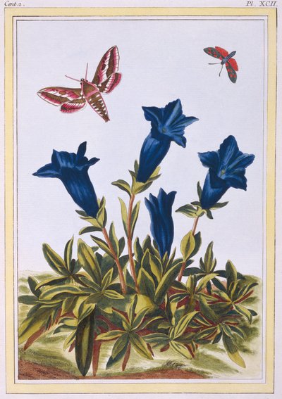 Blue Gentian Trumpet Flower, pub. 1776. av Pierre Joseph Buchoz