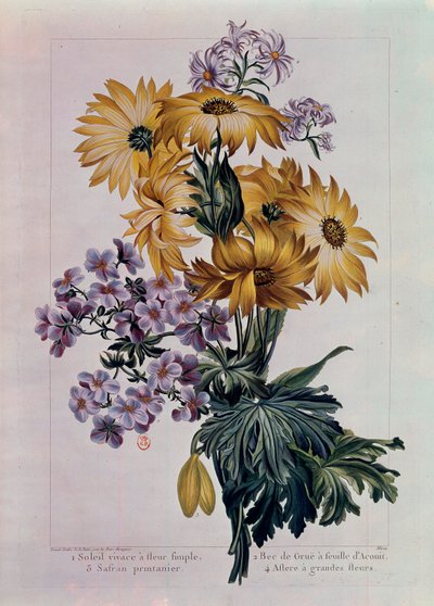 Bukett med soler og andre blomster. Flerårig sol med enkeltblomst, kranenebb med acouitblad og aster med store blomster. Litografi av Pierre Joseph (1731-1807) Paris fra 1700-tallet, B.N. av Pierre Joseph Buchoz