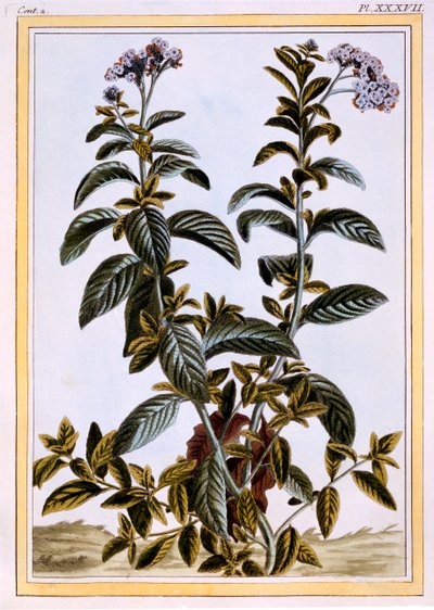 Heliotrope eller kirsebærpai, ca. 1766 (håndfarget gravering) av Pierre Joseph Buchoz