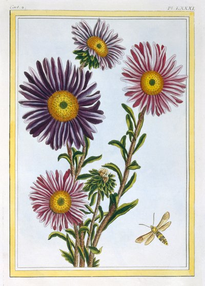 Dronningen Marguerite Aster, pub. 1776. av Pierre Joseph Buchoz