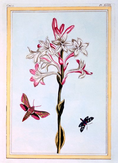 The Tuberose, pub. 1776. av Pierre Joseph Buchoz