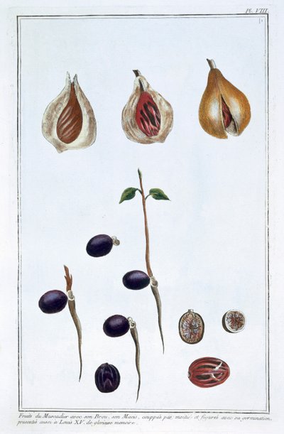 Nutmeg, c1751-1807 av Pierre Joseph Buchoz