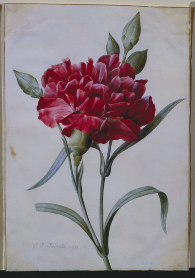 En mørk rød nellike, 1822 av Pierre Joseph Redouté