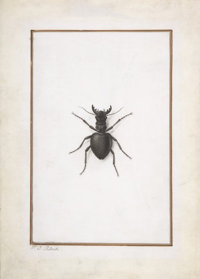 En hjortebille,. av Pierre Joseph Redouté