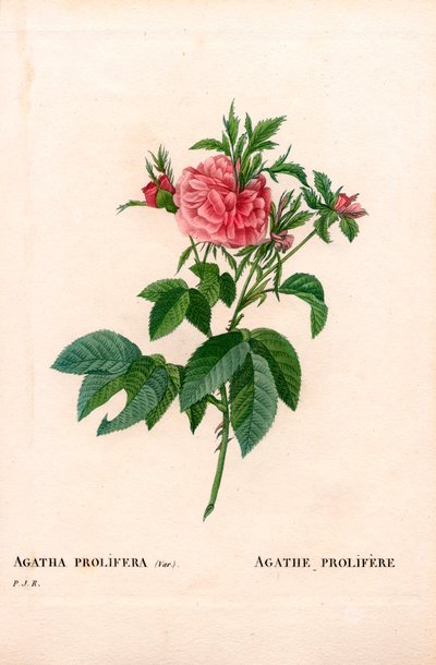 Agatha prolifere rose, Rosa gallica variant. Håndfarget prikkete kobberstikk fra Pierre Joseph Redoutes "" Les Roses,"" Paris av Pierre Joseph Redouté