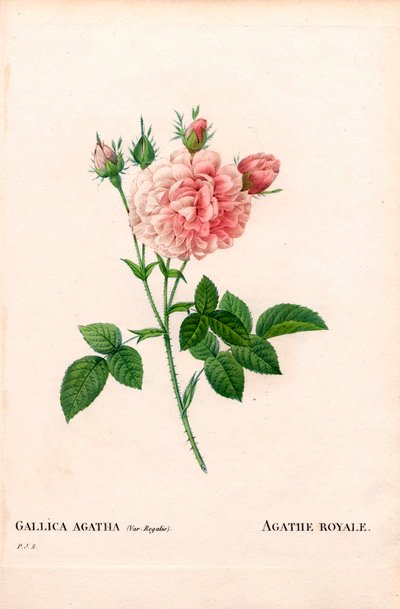 Agathe Royale rose, Rosa gallica variant. Håndfarget prikkete kobberstikk fra Pierre Joseph Redoutes "" Les Roses,"" Paris av Pierre Joseph Redouté