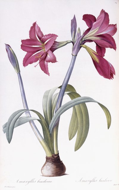 Amaryllis Brasiliensis av Pierre Joseph Redouté