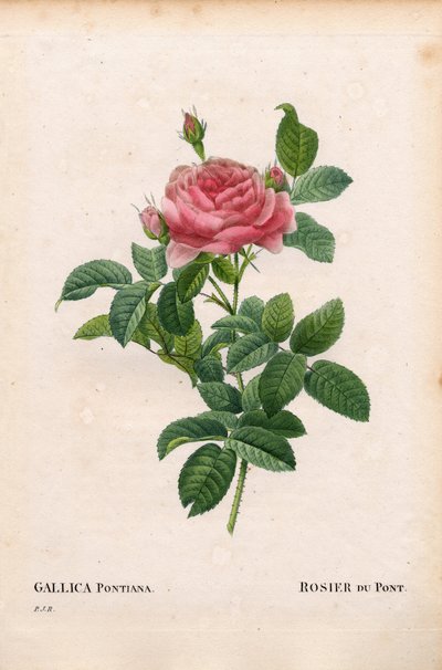 Andre Du Ponts rose, Rosa gallica variant, Rosier du Pont. Håndfarget prikkete kobberstikk fra Pierre Joseph Redoutes ""Les Roses,"" Paris av Pierre Joseph Redouté