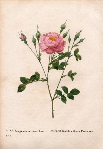 Anemoneblomstret søtebriarrose, Rosa rubiginosa variant, Roserust med anemoneblomster. Håndfarget prikkete kobberstikk fra Pierre Joseph Redoutes "" Les Roses,"" Paris av Pierre Joseph Redouté