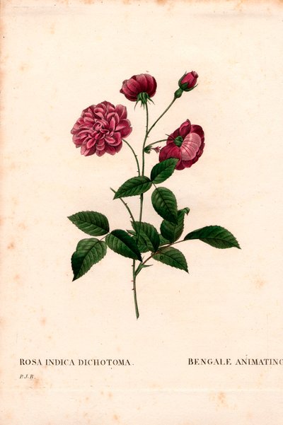 Animerer Kina-rose, Rosa chinensis-hybrid, The Bengal-animerer. Håndfarget prikkete kobberstikk fra Pierre Joseph Redoutes "" Les Roses,"" Paris av Pierre Joseph Redouté