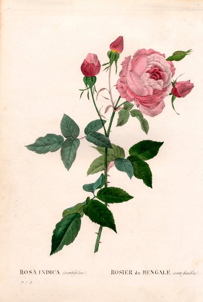 Bengal 100-blad rosa, Rosa chinensis variant, Bengal rose (ett hundre blad). Håndfarget prikkete kobberstikk fra Pierre Joseph Redoutes "" Les Roses,"" Paris av Pierre Joseph Redouté