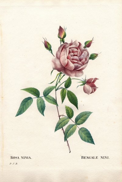 Bengal nini rose, Rosa indica ninia. Håndfarget prikkete kobberstikk fra Pierre Joseph Redoutes "" Les Roses,"" Paris av Pierre Joseph Redouté