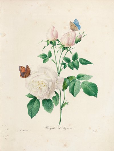 Bengal Thé Hyménée, gravert av Victor, fra 'Choice of the Most Beautiful Flowers and the Most Beautiful Fruits', Vol. I, 1827-33 av Pierre Joseph Redouté