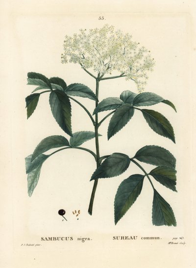 Svart hylle eller europeisk hyllebær, Sambucus nigra. Håndfarget prikkegravering av frøken Brenet etter en illustrasjon av Pierre-Joseph Redoute fra Henri Louis Duhamel du Moncels Treat des Arbres et Shrustes, Paris av Pierre Joseph Redouté
