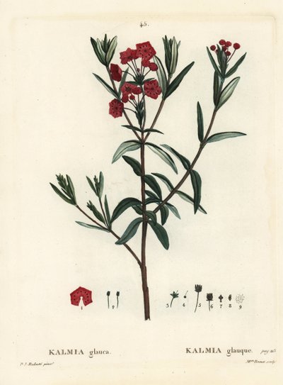Myrlaurbær, Kalmia polifolia (Kalmia glauca). Håndfarget stiplegravering av frøken Brenet etter en illustrasjon av Pierre-Joseph Redoute fra Henri Louis Duhamel du Moncels Treat des Arbres et Shrustes, Paris av Pierre Joseph Redouté
