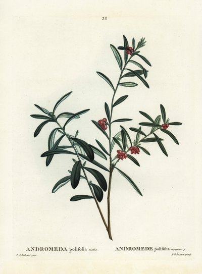 Myrrosmarin, Andromeda polifolia. Håndfarget stiplegravering av etter en illustrasjon av Pierre-Joseph Redoute fra Henri Louis Duhamel du Monceaus Treat des Arbres et Shrustes, Paris av Pierre Joseph Redouté