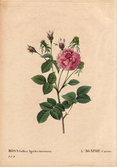 Botanisk bord, blomst, rosesort: Agathe carnee (Rosa gallica agatha incarnata). Ukjent opprinnelse, hybrid arter av Rose Gallica Damask. I "" The Roses", bind 2 av Pierre Joseph Redoute (1759-1840) av Pierre Joseph Redouté