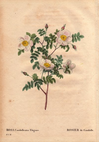 Botanisk bord, blomst, rosevariant: De Candolles hvite rose eller Rose de Candolle (Rosa candolleana elegans). Villrose, oppdaget i Sør-Europa og kalt De Candolle i 1819. I "" Les Roses", bind 2 av Pierre Joseph Redoute (1759-1840) av Pierre Joseph Redouté