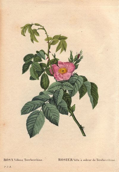 Botanisk bord, blomst, rosevariant: Hårete rose har lukten av Terebenthine (Rosa Villosa Terebenthina). I "" Les Roses", bind 2 av Pierre Joseph Redoute (1759-1840) av Pierre Joseph Redouté