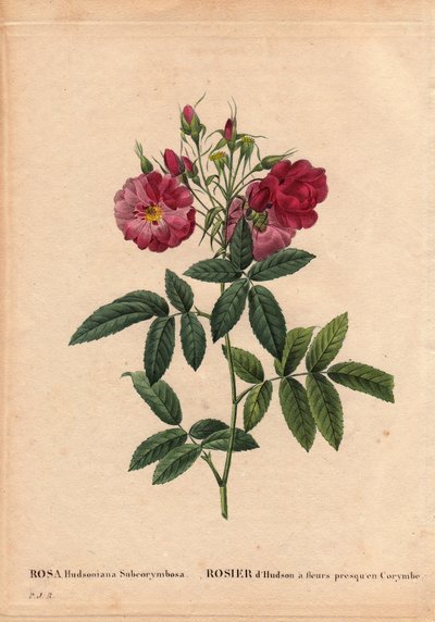 Botanisk bord, blomst, rosevariant: Hudsonrose med blomster nesten i Corymbe (Rosa hudsonia subcorymbosa), fra Nord-Amerika, denne sorten ble dyrket av Monsieur Ternaux før 1821. I "" Les Roses", bind 2 av Pierre Joseph Redoute (1759) -1840) av Pierre Joseph Redouté