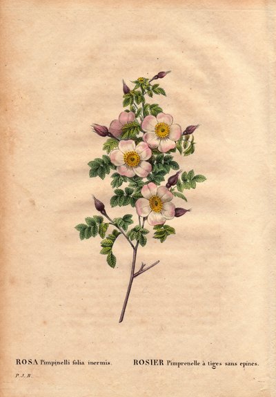 Botanisk bord, blomst, rosesort: Pimprenellrose med stilker uten pigger (Rosa pimpinellifolia inermis). I "" Les Roses", bind 2 av Pierre Joseph Redoute (1759-1840) av Pierre Joseph Redouté