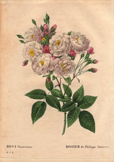 Botanisk bord, blomst, rosesort: Rose of Philippe hasselnøtt (Rosa noisettiana). Hybride arter av rose moschata chinensis dyrket i USA av John Champney og introdusert til Frankrike av Philippe Noisette i 1814. I "" Les Roses", bind 2 av av Pierre Joseph Redouté