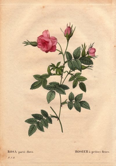 Botanisk bord, blomst, rosesort: Rose med små blomster (Rosa parvi-flora eller Rosa parvi flora) fra Nord-Amerika. I "" Les Roses", bind 2 av Pierre Joseph Redoute (1759-1840) av Pierre Joseph Redouté