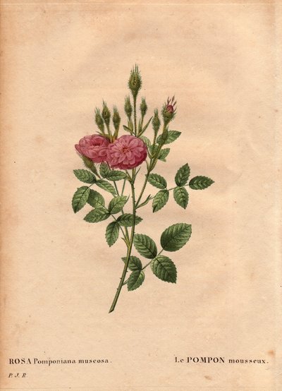 Botanical Board, Flower, Rose Variete: Den glitrende pompongtypen "" Rose de Meaux" (Rosa Pomponiana muscosa) oppdaget i en hage vest i England rundt 1801. I "" Les Roses", bind 2 av Pierre Joseph Redoute ( 1759–1840) av Pierre Joseph Redouté