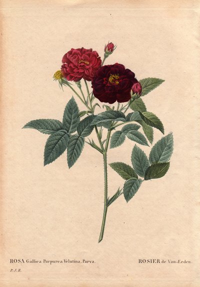 Botanisk bord, blomst, rosesort: Van Eeden Rose (Rosa Gallica Purpurea Velutina Parva). Dyrket i Nederland av Van Eeden før 1810. I "" Les Roses", bind 2 av Pierre Joseph Redoute (1759-1840) av Pierre Joseph Redouté