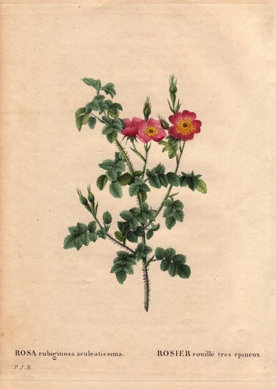 Botanisk bord, blomst, rosesort: Svært piggete rustrose (Rosa rubiginosa aculeatissima). Anskaffet av frø og panert av Du Pont rundt 1810. I "" Les Roses", bind 2 av Pierre Joseph Redoute (1759-1840) av Pierre Joseph Redouté