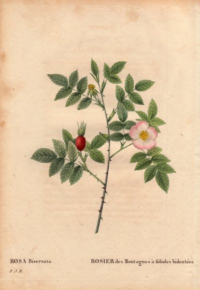 Botanisk bord, blomst, rosesort: Fjellrose med brosjyrer (Rosa Biserrata). Samlet av doktor Merat før 1812 på Mont Valerien nær Paris, Frankrike. I "" Les Roses", bind 2 av Pierre Joseph Redoute (1759-1840) av Pierre Joseph Redouté
