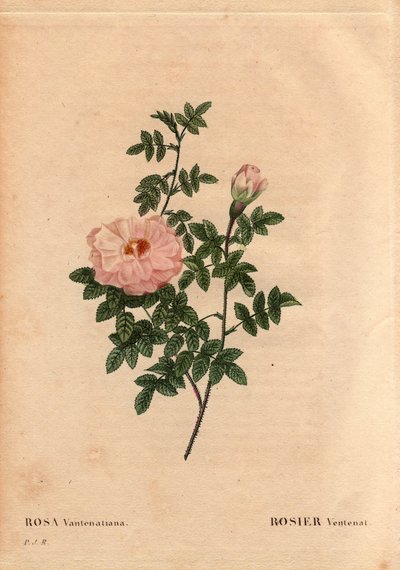 Botanisk bord, blomst, rosesort: Rose Ventenat. (Rosa ventenatiana), ukjent opprinnelse. I "" Les Roses", bind 2 av Pierre Joseph Redoute (1759-1840) av Pierre Joseph Redouté