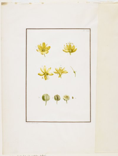 Botanisk disseksjon: Yellow Asphodel (Asphodelus lutea), ca. 1778-90 (wc og grafitt på papir) av Pierre Joseph Redouté