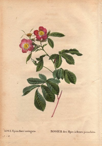Botanisk tallerken, blomst, rosesort: Alpenes rose med variegato-blomster (Rosa alpina flora variegato). Introdusert i Frankrike rundt 1813 de Poilpre. I "" Les Roses", bind 2 av Pierre Joseph Redoute (1759-1840) av Pierre Joseph Redouté