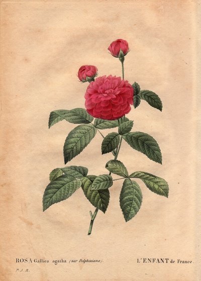 Botanisk tallerken, blomst, rosesort: Frankrikes barn (Rosa gallica agatha var. delphiniana). Dyrket av Monsieur Du Pont, rundt 1802, kjent siden Ludvig XVs regjeringstid (1710-1774) og kalt "Enfant de France" til ære for Dauphinen. I "" Les Ro av Pierre Joseph Redouté
