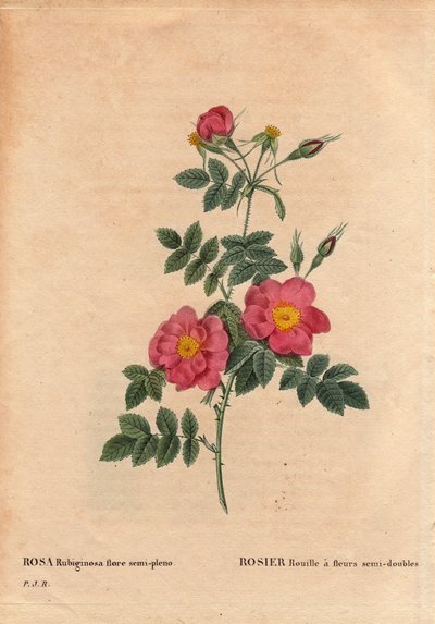 Botanisk tallerken, blomst, rosesort: Rose Rust har halvdoble blomster (Rosa rubiginosa flora semi pleno), hentet fra frø og dyrket av PJ Redoute rundt 1806. I "" Les Roses", bind 2 av Pierre Joseph Redoute (1759- 1840) av Pierre Joseph Redouté