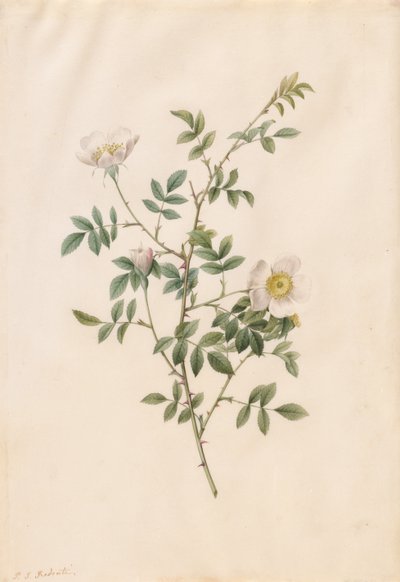 Brier buskrose eller hunderose (Rosa Sepium Rosea) av Pierre Joseph Redouté